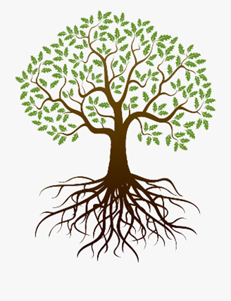 Ancient olive tree representing the roots of biblical faith